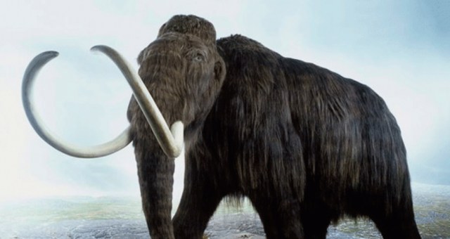 0-a-mamut