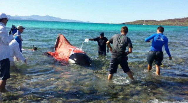 0-a-orca-en-loreto