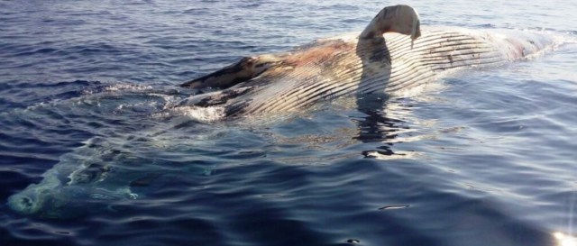 0-a-a-ballena-muerta-cabo-san-lucas