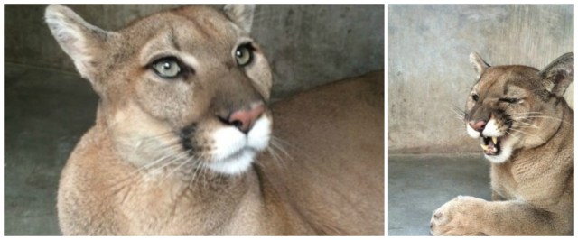 0-a-a-puma-la-paz-bcs